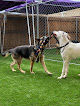 Pet boarding services Tail Waggerz Day Care And Boarding in San Antonio in Bexar