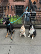 Pet boarding services Tails And Purr in Brooklyn in Brooklyn