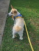 Pet boarding services Tails Of Hawaii in Pearl City in HI