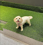 Pet boarding services Tails Of Manhattan in New York in Manhattan