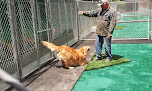 Pet boarding services Tails-a-waggin' Dog & Cat Inn in Bothell in Snohomish