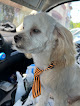 Pet boarding services Tailwaggers in Fresno in CA