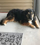 Pet boarding services Tallgrass Veterinary Hospital in Concordia in Kansas