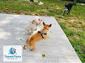 Pet boarding services Tamed Paw's Dog Daycare And Dog Sitting in Jersey City in NJ