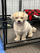 Pet boarding services Tanks Place Dog Boarding & Daycare in Bonner Springs in KS