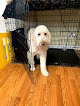 Pet boarding services Teddy And Friends Dog Boarding Llc in Winchester in Kentucky