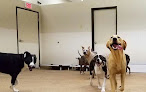 Pet boarding services Tempe Dogs 24/7 in Tempe in Arizona