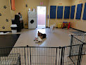Pet boarding services Texas Doggie Daycare Mc in Missouri City in Texas