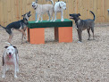 Pet boarding services Texas Doggie Daycare Sl in Sugar Land in Fort Bend