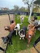 Pet boarding services The Acre: Dog Boarding And Daycare in Austin in Texas
