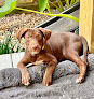 Pet boarding services The Animal Center in Zachary in Louisiana