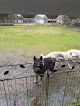 Pet boarding services The Animal Clinic, P.c. in Montgomery in Alabama