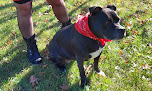 Pet boarding services The Animal House in Nisswa in MN