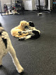 Pet boarding services The Bark Barn Llc in Alexandria in MN