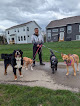 Pet boarding services The Bark Barn in Westerville in Delaware
