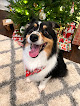 Pet boarding services The Bark Of The Town in Prairieville in Louisiana