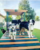 Pet boarding services The Bark Spot in Layton in Utah
