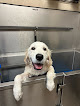 Pet boarding services The Barking Dog in Scottsdale in Arizona