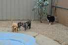 Pet boarding services The Barking Lot in Bloomington in McLean