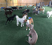 Pet boarding services The Barking Zone in Birmingham in Alabama