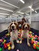Pet boarding services The Barkmore Pet Daycare And Boarding in Bowling Green in Warren