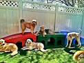 Pet boarding services The Belmont Pet Resort And Daycare in Nashville in Tennessee