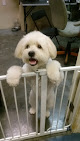 Pet boarding services The Blakemoore Bark in New Orleans in Louisiana