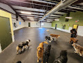 Pet boarding services The Canine Connection in Fayetteville in Arkansas