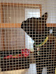 Pet boarding services The Cat Doctor Veterinary Hospital in Boise in Idaho