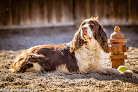 Pet boarding services The Cat's Meow & Hound's Hideaway in Kalispell in Montana