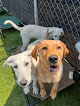 Pet boarding services The Chase - Dog Daycare • Hotel • Spa in Oak Grove in MN