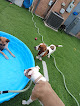 Pet boarding services The Collar Club Llc in Florence in Alabama