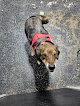 Pet boarding services The Dawg Spaw in Greenwood in Arkansas