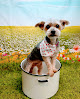 Pet boarding services The Dirty Dog Grooming And Boarding Llc in Wellington in Kentucky