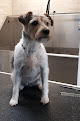 Pet boarding services The Dog Club in Mitchell in Indiana