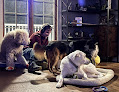 Pet boarding services The Dog House At Edgewood in Indianapolis in Indiana