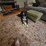 Pet boarding services The Dog House, Llc in Bloomington in Indiana