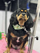 Pet boarding services The Dog House Paragould Com in Paragould in Arkansas