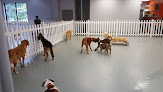Pet boarding services The Dog House in Austell in Cobb