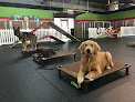 Pet boarding services The Dog Knowledge in Charlotte in NC