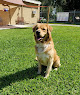 Pet boarding services The Dog Man - Pro Dog Training in Lakeland in Polk