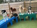 Pet boarding services The Dog Nanny in Andover in Andover