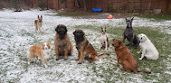 Pet boarding services The Dog Park in Chugiak in Alaska