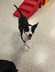 Pet boarding services The Dog Stop - Baton Rouge (south) in Baton Rouge in Louisiana