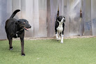 Pet boarding services The Dog Stop - Franklinton in Columbus in OH