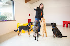 Pet boarding services The Dog Stop - Huntsville, Alabama in Huntsville in Alabama