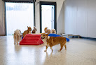 Pet boarding services The Dog Stop - Kenner, La in Kenner in Louisiana