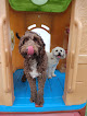 Pet boarding services The Doggie Cottage - Scarborough in Scarborough in Cumberland