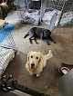 Pet boarding services The Doggie Den Day Care And Boarders in Mt Nebo in West Virginia