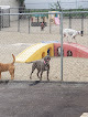 Pet boarding services The Doggy Den in Columbus in Franklin